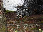 030-Ducks.jpg
