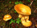 150-Mushrooms.jpg